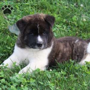 Cody, Akita Puppy